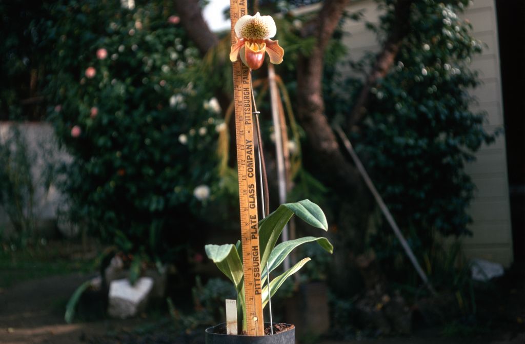 Paphiopedilum C741, extremely long stem, about 20", January 1970, roll 197001H6 slide 6
